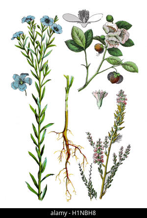 common flax or linseed, Linum usitatissimum (1. und 2. von left), Myricaria germanica (bottem right), Tea, Camellia sinensis (right top) Stock Photo