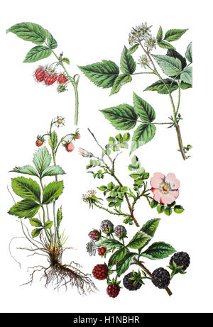 raspberry, Rubus idaeus (top left und right), wild strawberry, woodland strawberry, Fragaria vesca (bottem left),  blackberry, Rubus fruticosus (bottem right), sweetbriar rose, Rosa rubiginosa (right center) Stock Photo