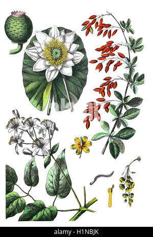 European white water lily, white water rose, Nymphaea alba (top left), common barberry, Berberis vulgaris (right), Old man's beard, Clematis vitalba (bottem left) Stock Photo