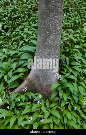 A wooded glade where the ground is covered in wild garlic and bluebells with an old grey tree trunk growing amongst the flowers adn foliage. Stock Photo
