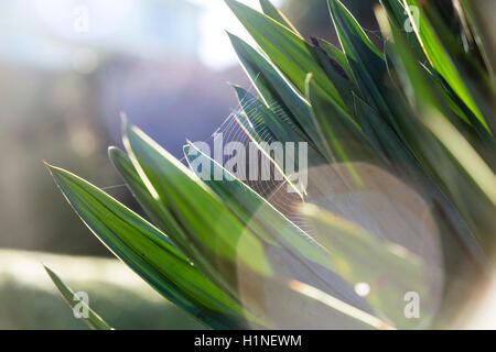 Early motning light shines on a hard leaved architectural plant in a graden in the uK. Stock Photo