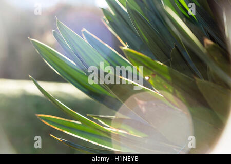 Early motning light shines on a hard leaved architectural plant in a graden in the uK. Stock Photo