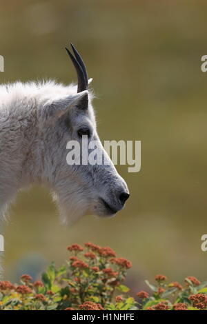 Mountain Goat Oreamnos americanus Glacier National Park Montana USA Stock Photo