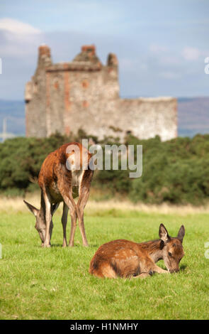 Isle of Arran, Scotland. Wild hind red deer grazing in the village of Lochranza, with Lochranza Castle in the background. Stock Photo