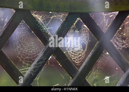 spiders webs on garden fence covered in early morning dew york yorkshire united kingdom Stock Photo
