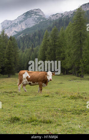 Cow with bell in Misurina Stock Photo
