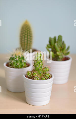 Different types of  cactus in pots Stock Photo
