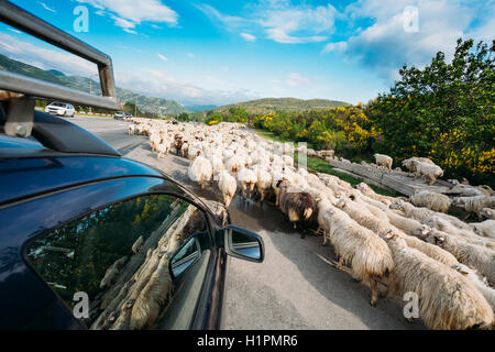 Georgia, Caucasus. The Back View From The Car Window Of Flock Of Shaggy White Sheep Moving Along The Highway In The Countryside Stock Photo