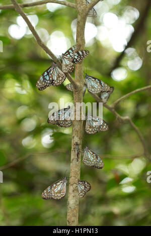 Blue tiger butterflies, Nymphalidae : Brush Footed Butterflies, Tirumala septentrionis, Bhimgad wildlife sanctuary, Karnataka, I Stock Photo
