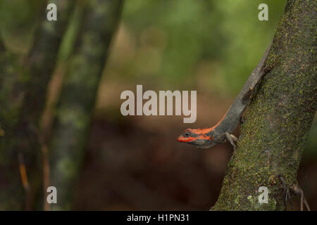 Calotes Rouxii FOREST CALOTES, Calotes rouxii, Male in breeding color in the monsoons ...