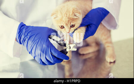 close up of vet with clipper cutting cat nail Stock Photo