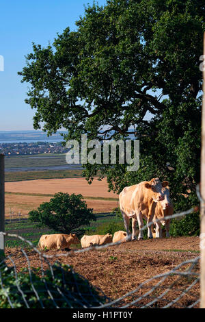 Cows in the field next to Hadleigh Castle, in Essex, Uk.  The Thames Estuary in the background. Stock Photo