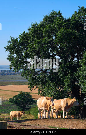 Cows in the field next to Hadleigh Castle, in Essex, Uk.  The Thames Estuary in the background. Stock Photo