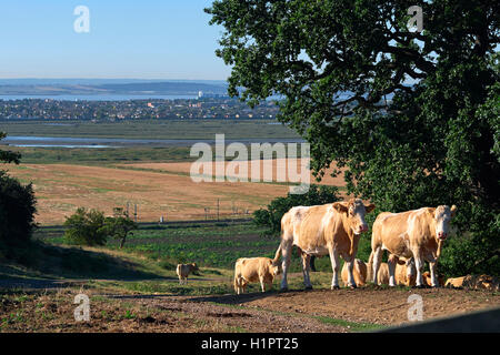 Cows in the field next to Hadleigh Castle, in Essex, Uk.  The Thames Estuary in the background. Stock Photo