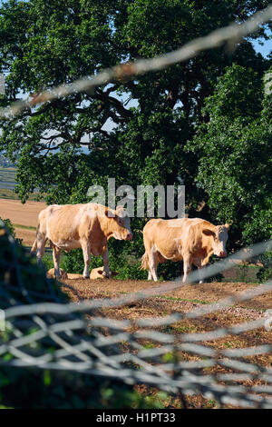 Cows in the field next to Hadleigh Castle, in Essex, Uk.  The Thames Estuary in the background. Stock Photo