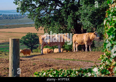 Cows in the field next to Hadleigh Castle, in Essex, Uk.  The Thames Estuary in the background. Stock Photo