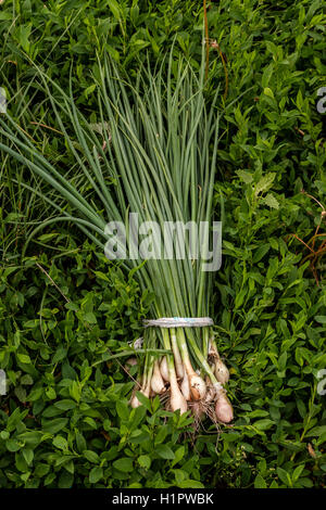 bound bunch green onions lying on green grass Stock Photo