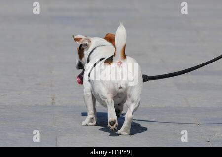 Dog walking on a lead Stock Photo