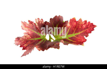 red grape leaf isolated on the white background. Stock Photo