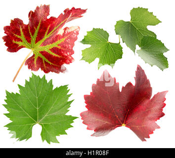 collection of grape leaves isolated on the white background. Stock Photo