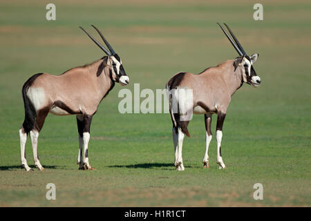 Two young gemsbok antelopes (Oryx gazella), Kalahari, South Africa Stock Photo