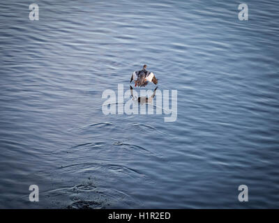 Eurasian Widgeon Taking Off over water. Stock Photo