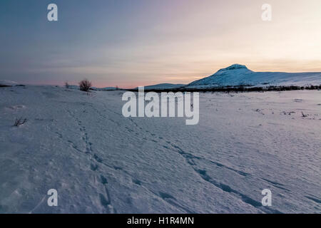 Willow ptarmigan tracks near Mount Saivaara in Finnish Lapland Stock Photo