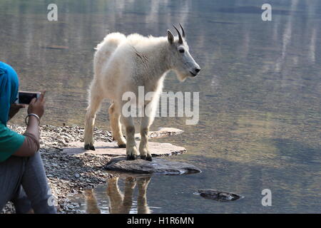 Mountain Goat Oreamnos americanus Glacier National Park Montana USA Stock Photo