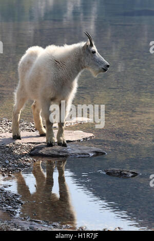 Mountain Goat Oreamnos americanus Glacier National Park Montana USA Stock Photo