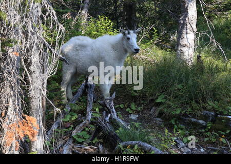 Mountain Goat Oreamnos americanus Glacier National Park Montana USA Stock Photo