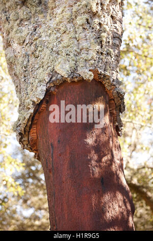 Cork oak tree bark harvest detail in Spain. Vertical Stock Photo
