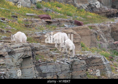 Mountain Goat Oreamnos americanus Glacier National Park Montana USA Stock Photo