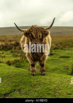 Highland cattle, grazing in the foreground within the Dartmoor National Park near Lettaford, Devon on a stormy autumn day. Stock Photo