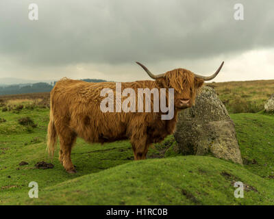 Highland cattle, grazing in the foreground within the Dartmoor National Park near Lettaford, Devon on a stormy autumn day. Stock Photo