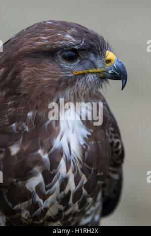 Beautiful close-up portrait shot of a Buzzard. Stock Photo