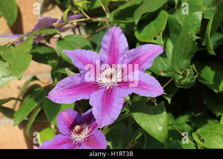 Clematis Fireworks growing in garden Stock Photo