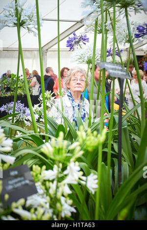 Visitors looking at Agapanthus plants for sale at the Blenheim Flower Show.owers at Blenheim flower show. Stock Photo