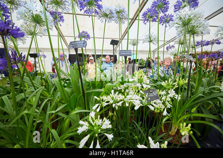 Visitors looking at Agapanthus plants for sale at the Blenheim Flower Show. Stock Photo