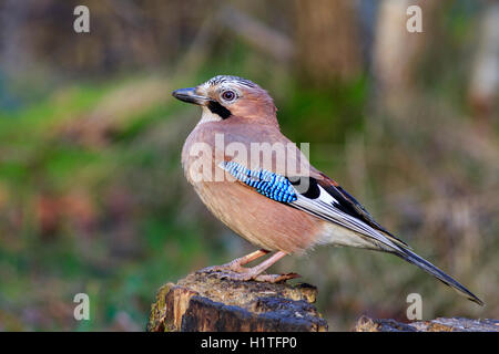 Jay perched on a tree stump close-up Stock Photo