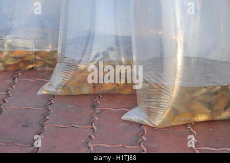 Fishes are kept in plastic bags Stock Photo