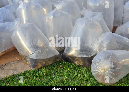 Fishes are kept in plastic bags Stock Photo