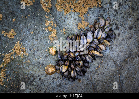 Mussels tightly packed on the rock with  barnacles Stock Photo