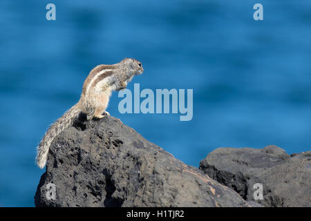 Barbary ground squirrel (atlantoxerus getulus) on a rock Stock Photo