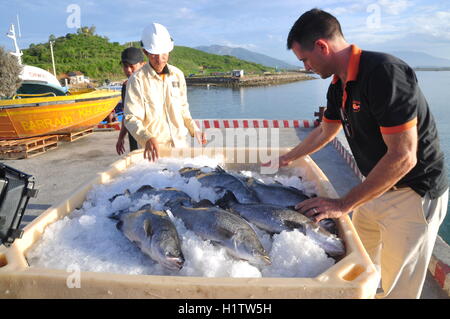 fish market barramundi prawns samut sakhon maha chai giant river alamy trang farmed nha vietnam june bangladesh province