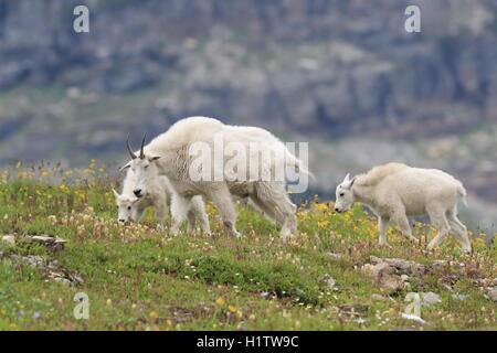 Mountain Goat Oreamnos americanus Glacier National Park Montana USA Stock Photo