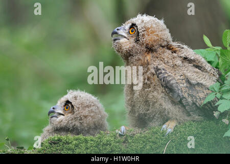Northern Eagle Owls / Uhus ( Bubo bubo ), cute young chicks, moulting, begging, sitting on moss, low point of view, funny guys. Stock Photo