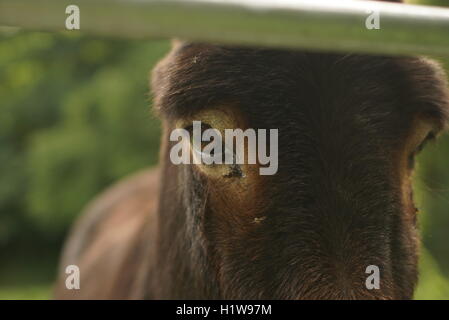 Close up of Donkey's eye Stock Photo