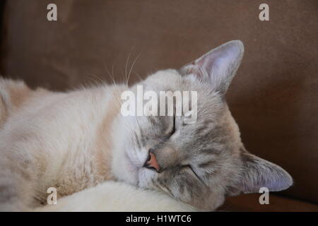 Lynx Point Siamese Cat Sleeping in Cat Bed Stock Photo