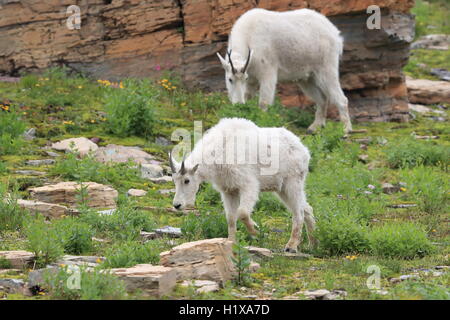 Mountain Goat Oreamnos americanus Glacier National Park Montana USA Stock Photo