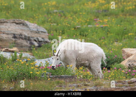 Mountain Goat Oreamnos americanus Glacier National Park Montana USA Stock Photo